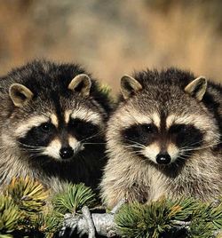 michigan animals state animal raccoons